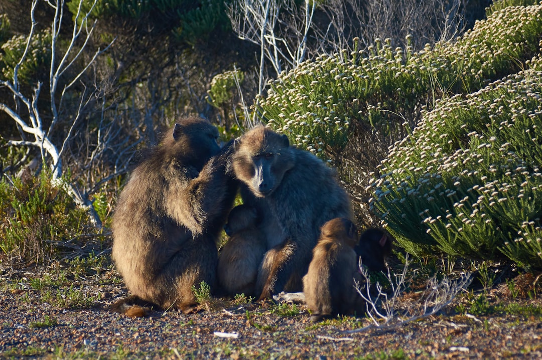 two brown monkeys on green grass during daytime