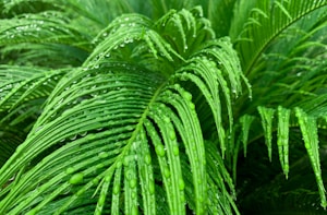Lush Fern Plant