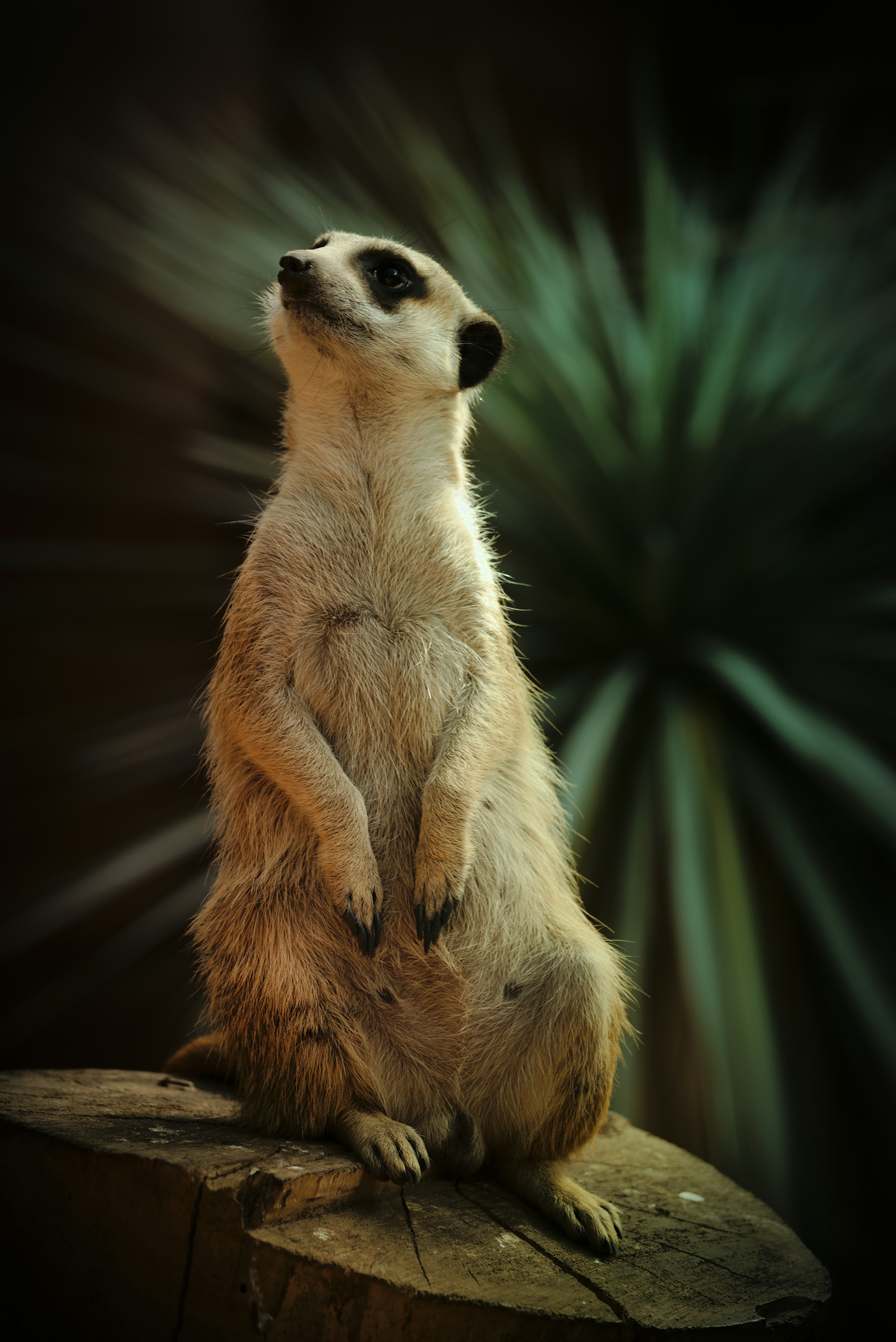 Photo by nicolasdc20