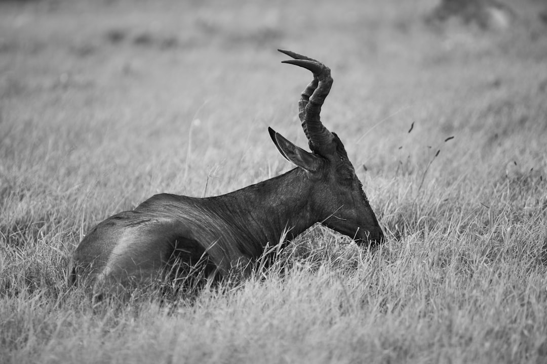 black animal on brown grass field