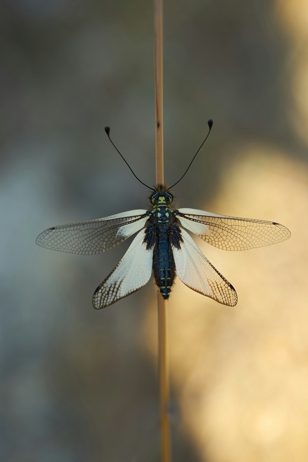 libellule bleue et noire sur bâton marron