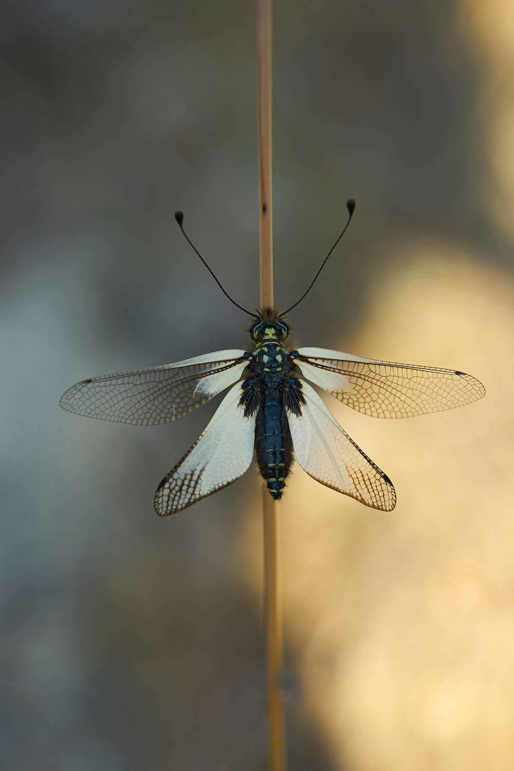 libélula azul e preta no bastão marrom