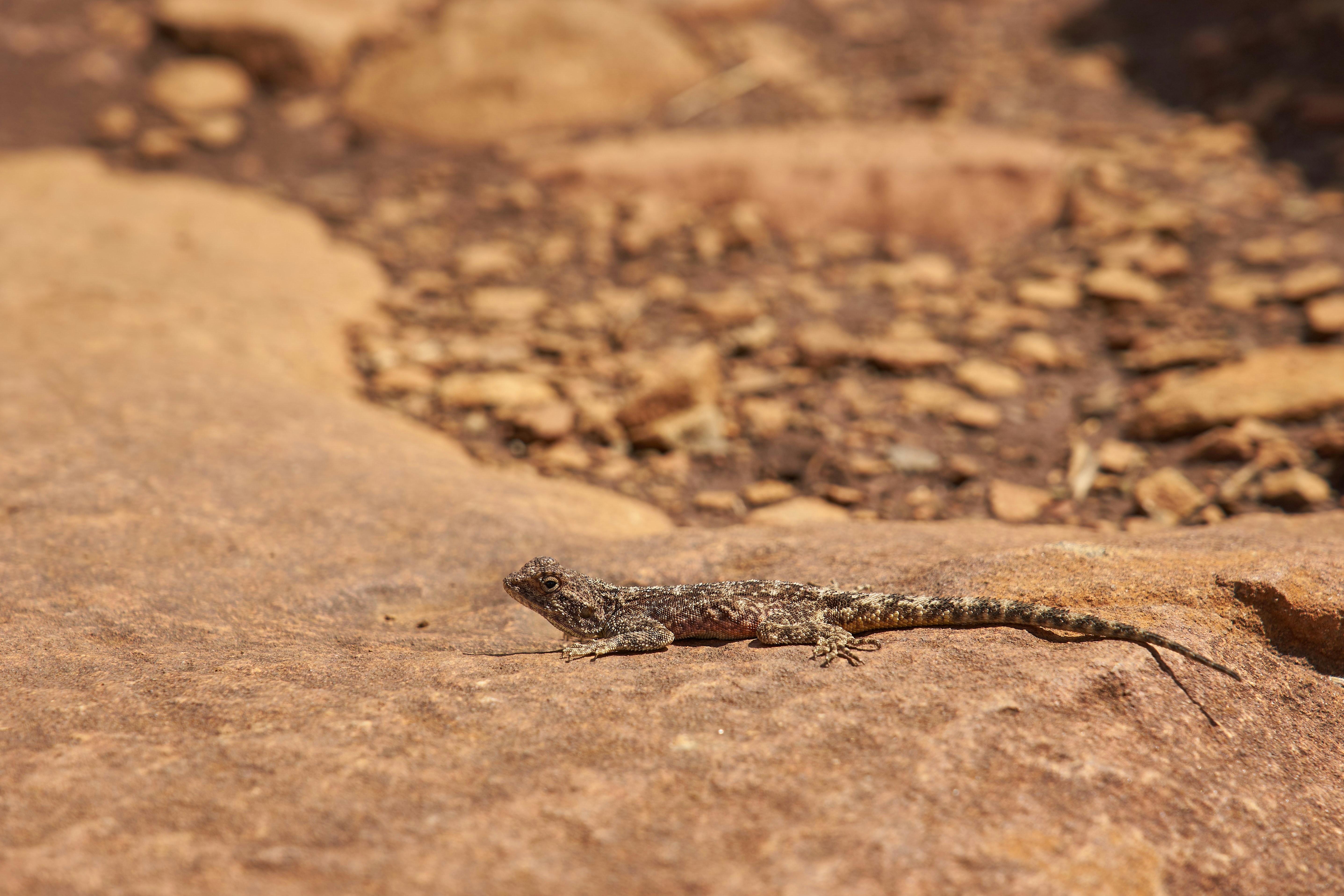 Photo by wolfgang_hasselmann