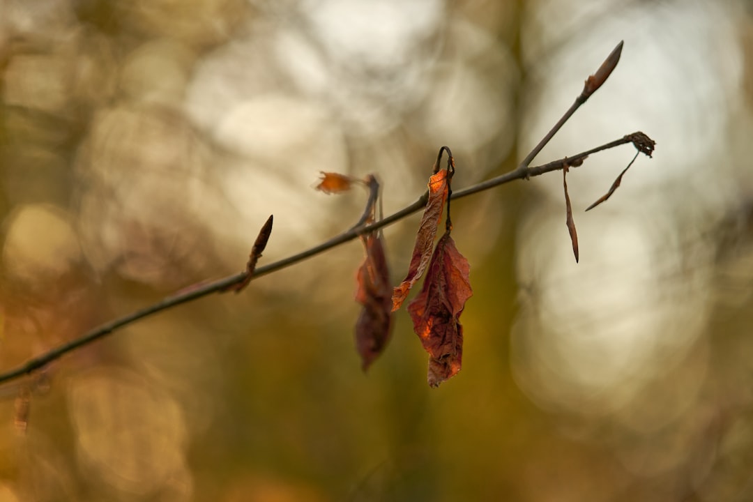 brown dried leaf on brown stem