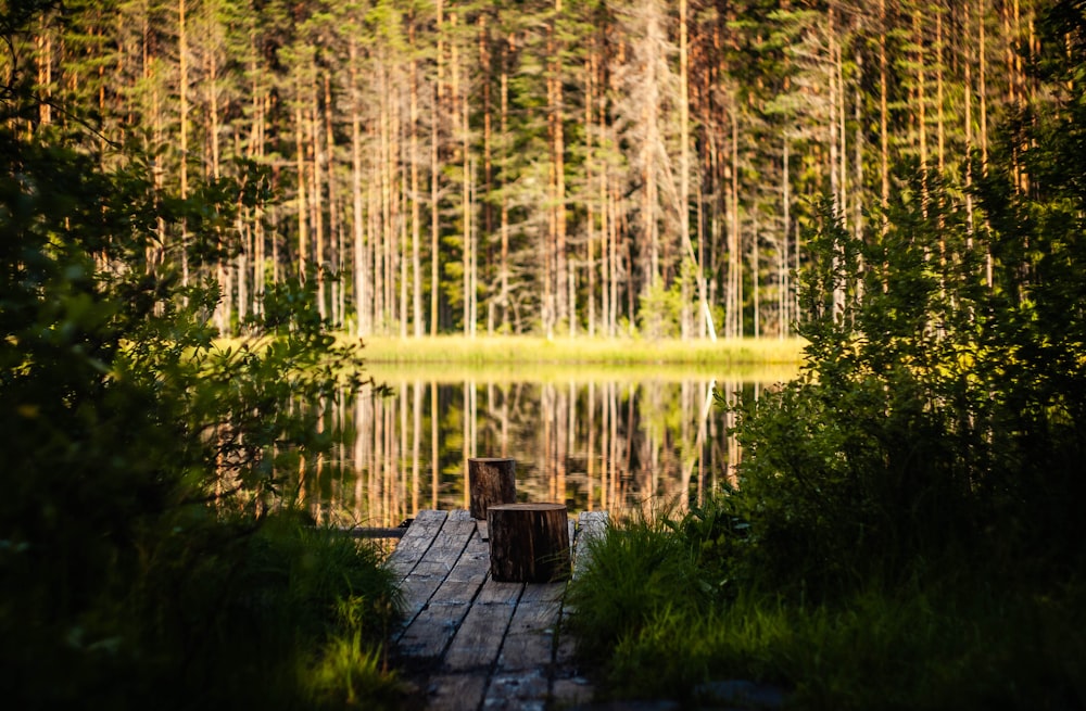 brown wooden bench near green trees and body of water during daytime