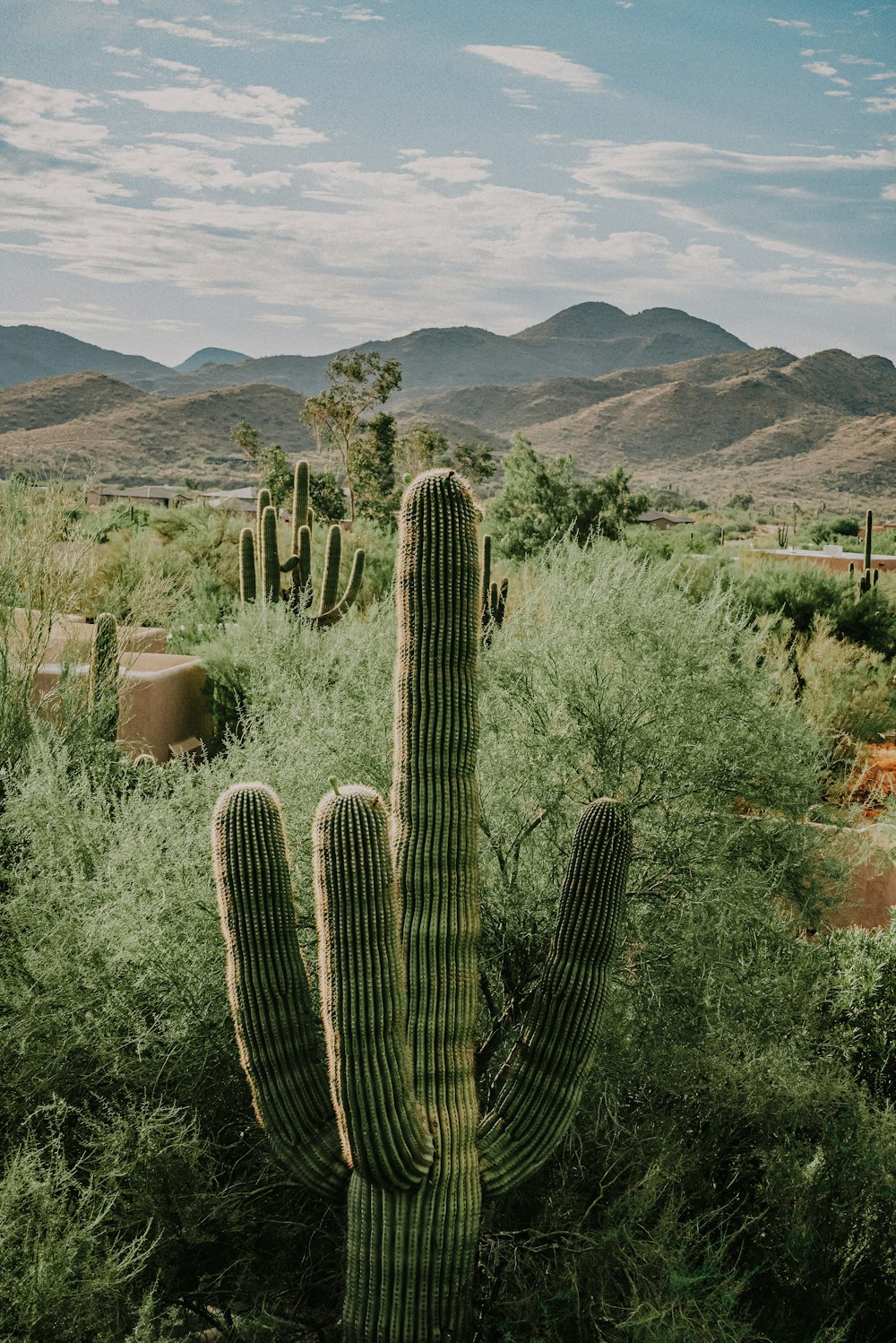 green cactus plant near brown mountain during daytime