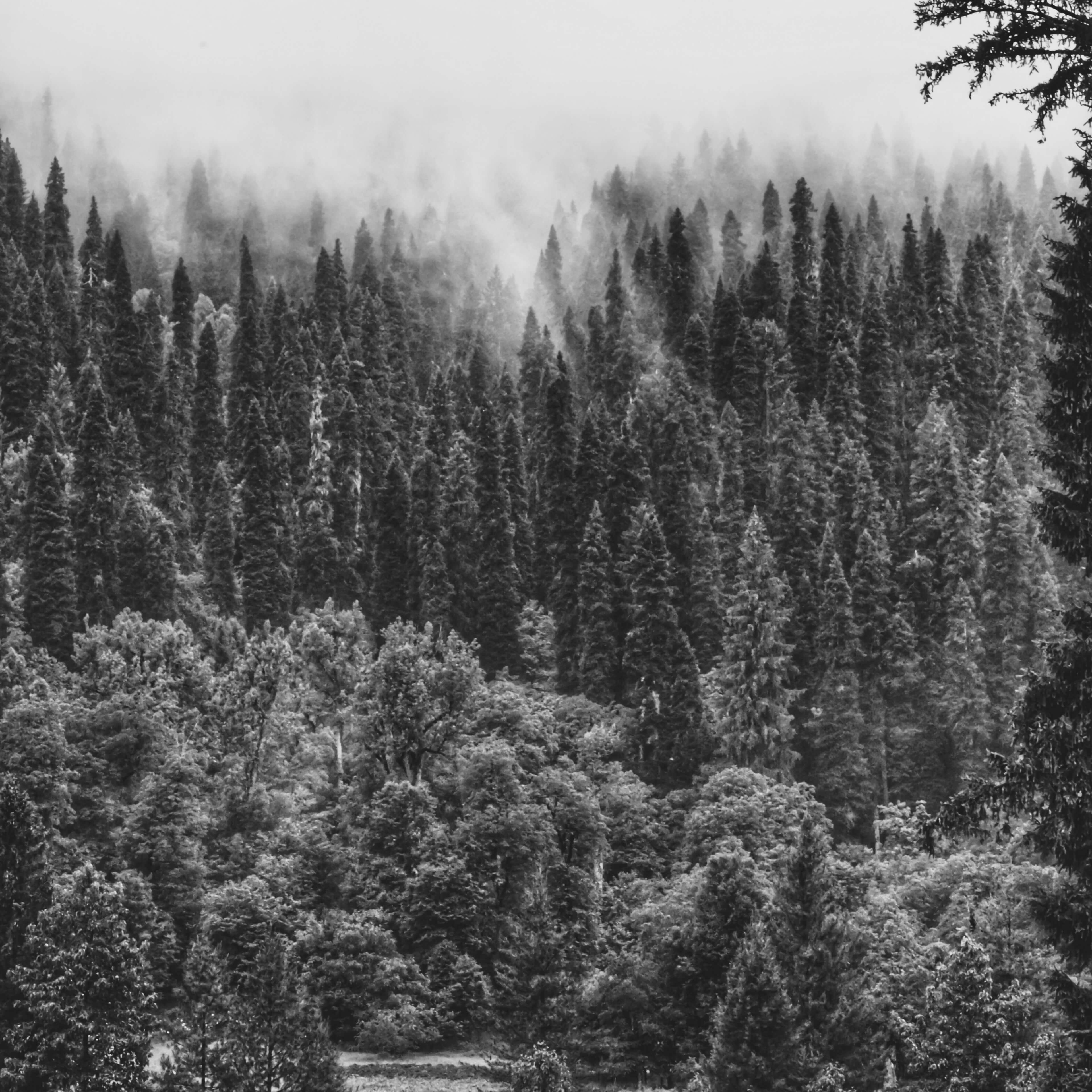 Photo by krazziegrim