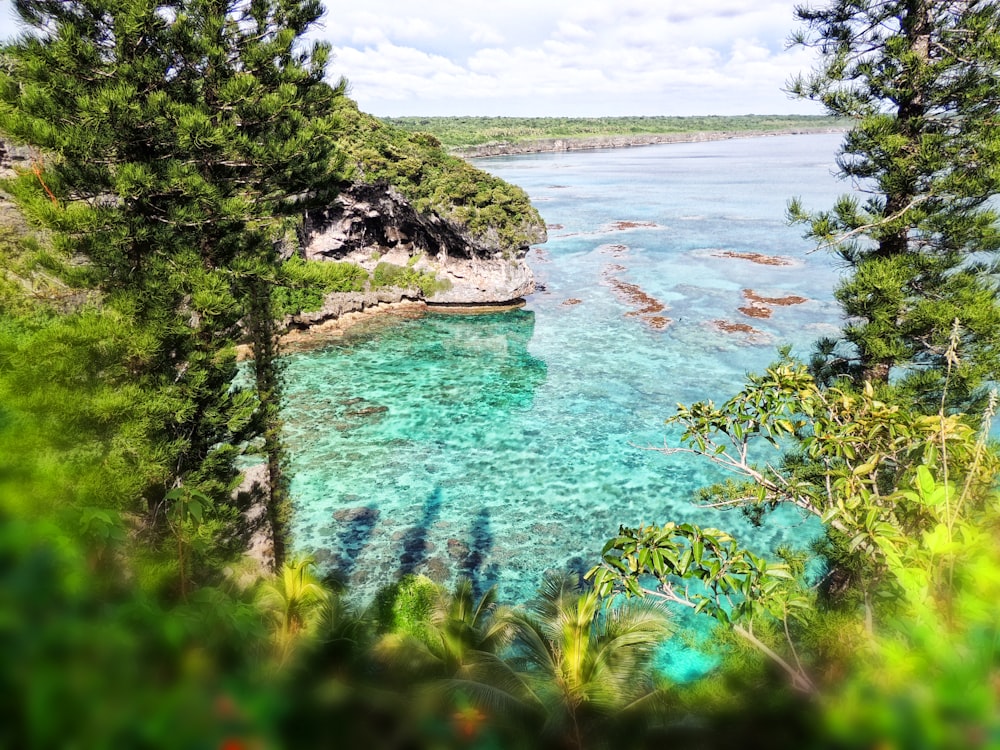 alberi verdi accanto allo specchio d'acqua durante il giorno