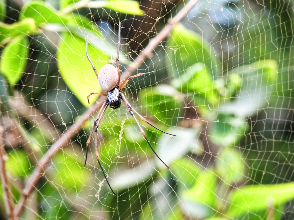brown spider on web in close up photography during daytime