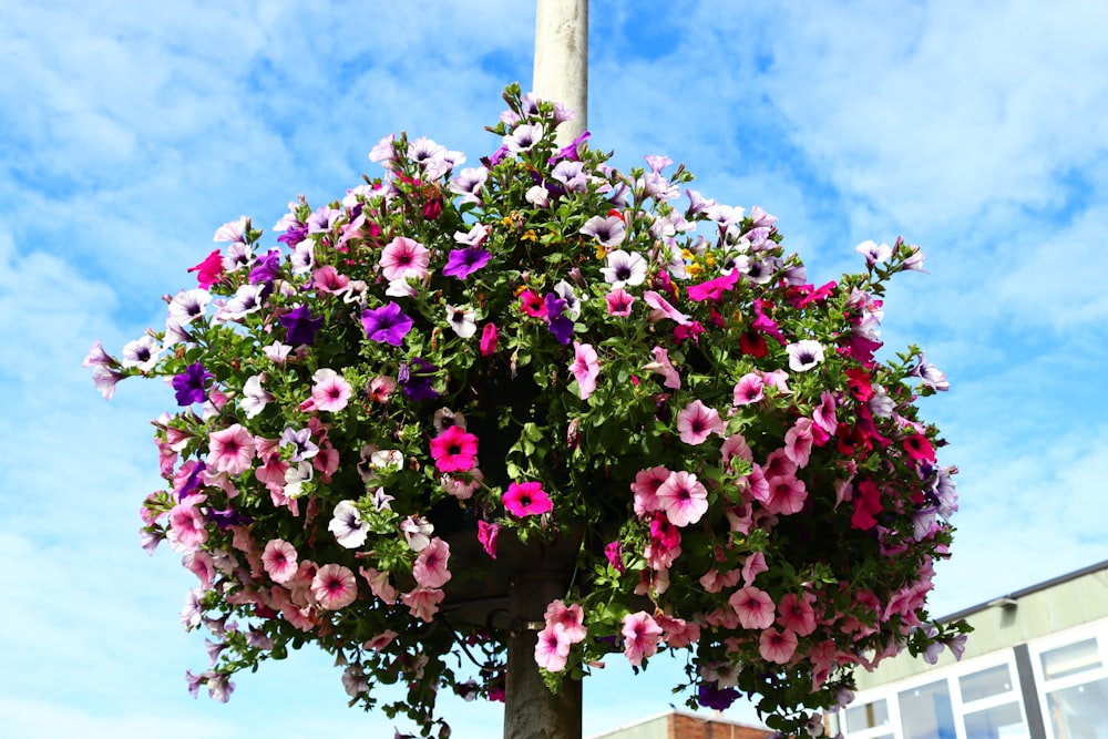 pink and white flowers under blue sky during daytime