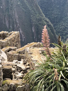Ancient ruins nestled among rolling hills with wildflowers blooming in the foreground.
