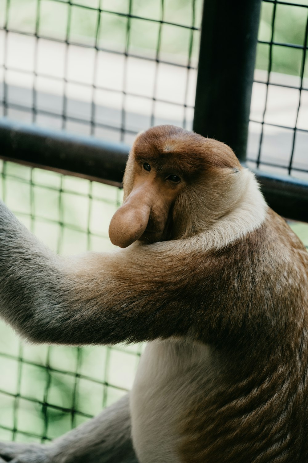 Brauner Affe auf schwarzem Metallkäfig