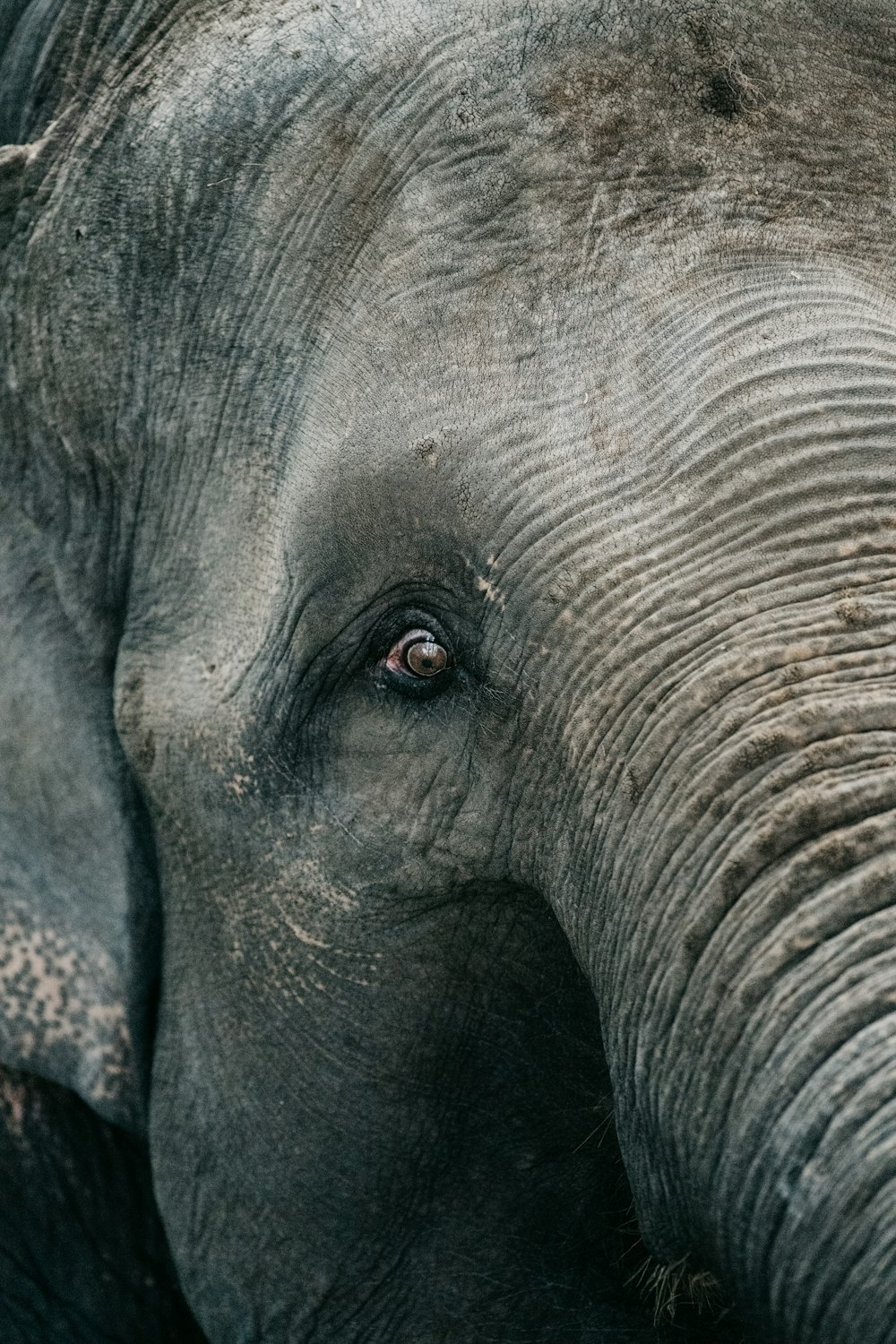 close up photo of elephants eye