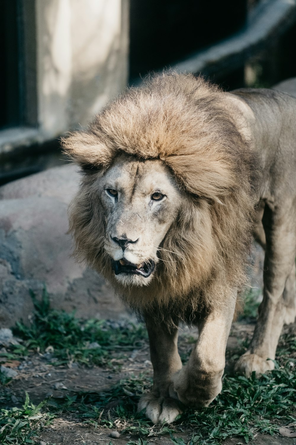 León marrón en hierba verde durante el día