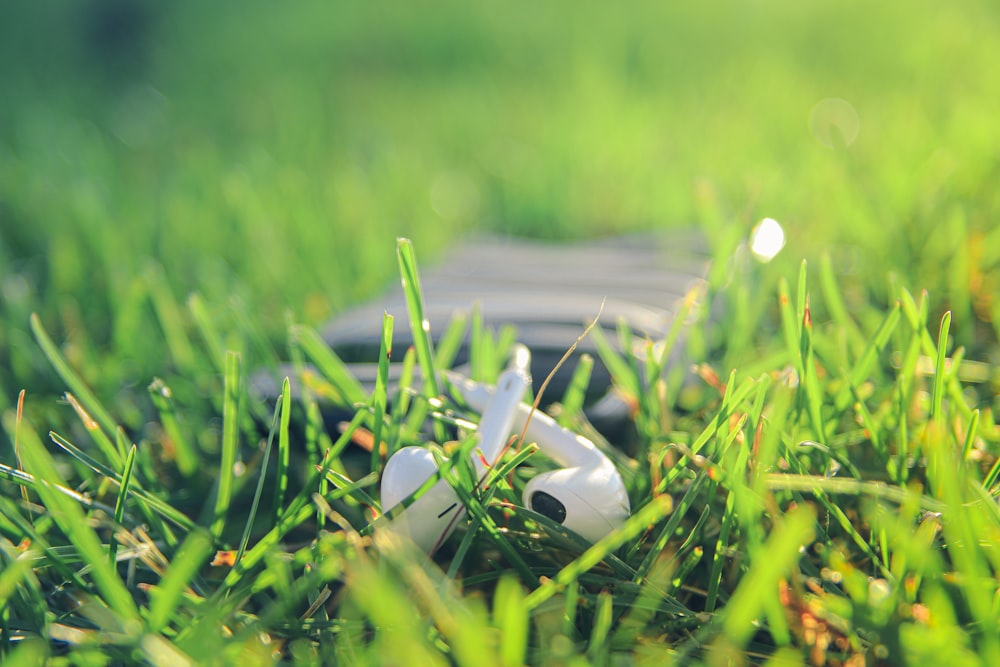 white round plastic on green grass during daytime