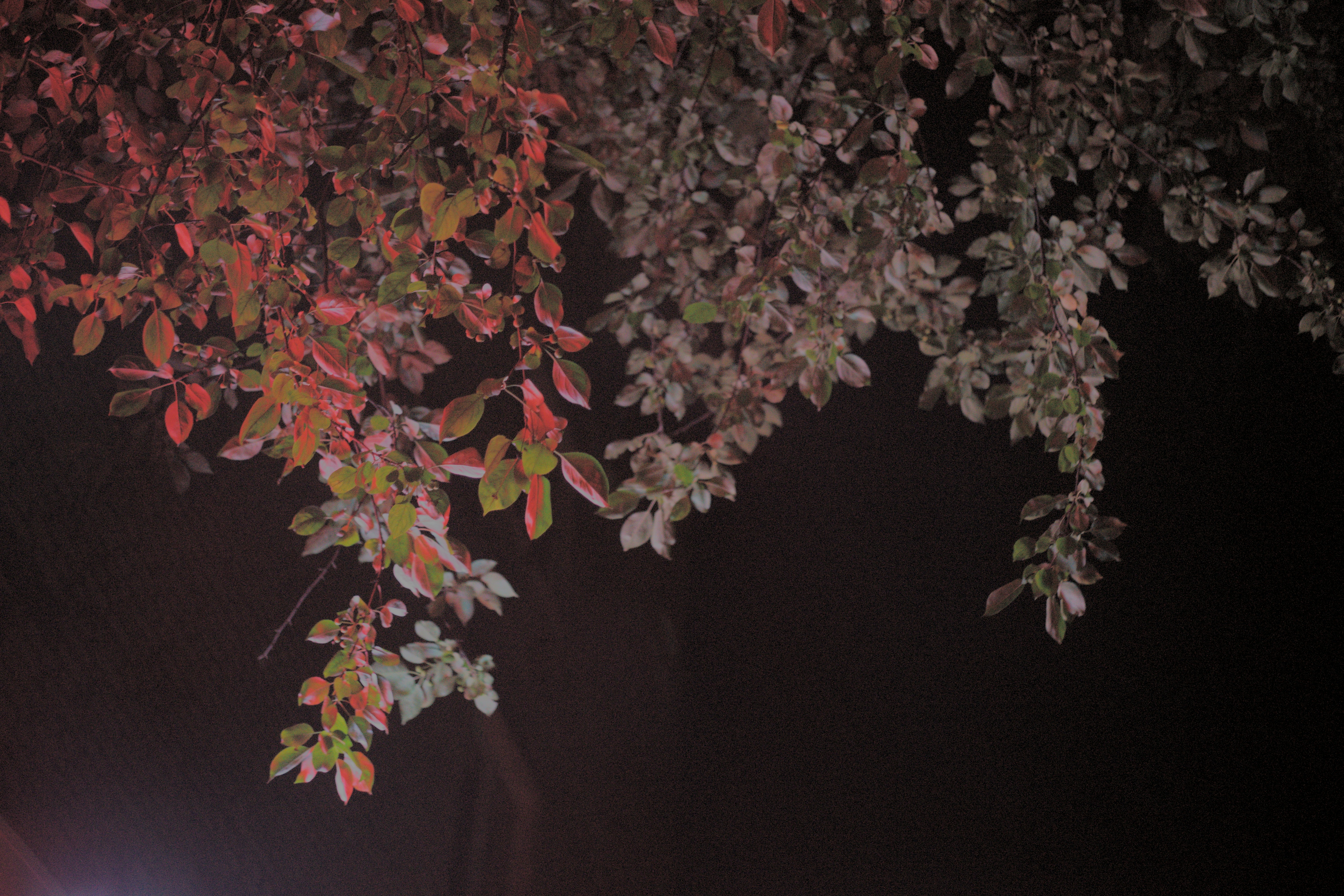 Photo by ivan_bolshakov