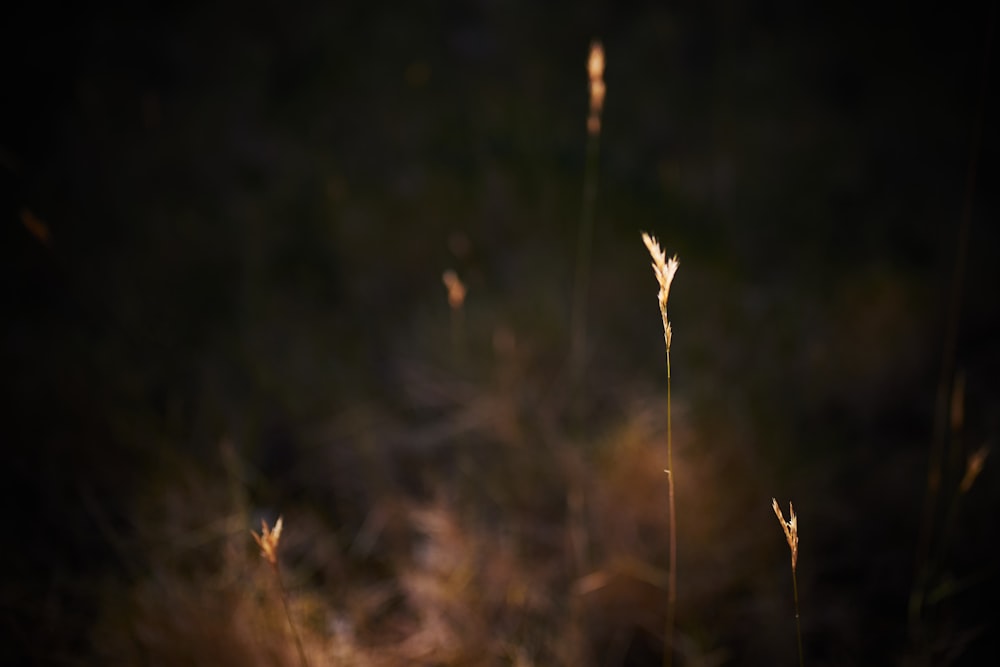 brown grass in tilt shift lens