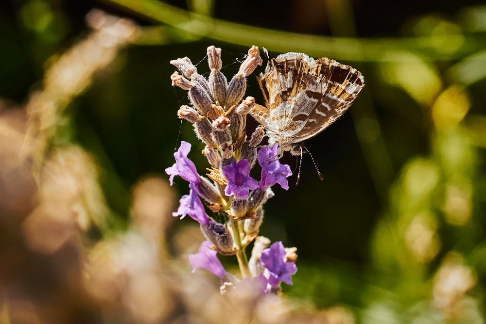 brown and white butterfly on purple flower