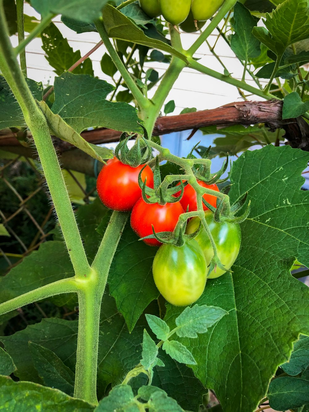 red and green bell pepper