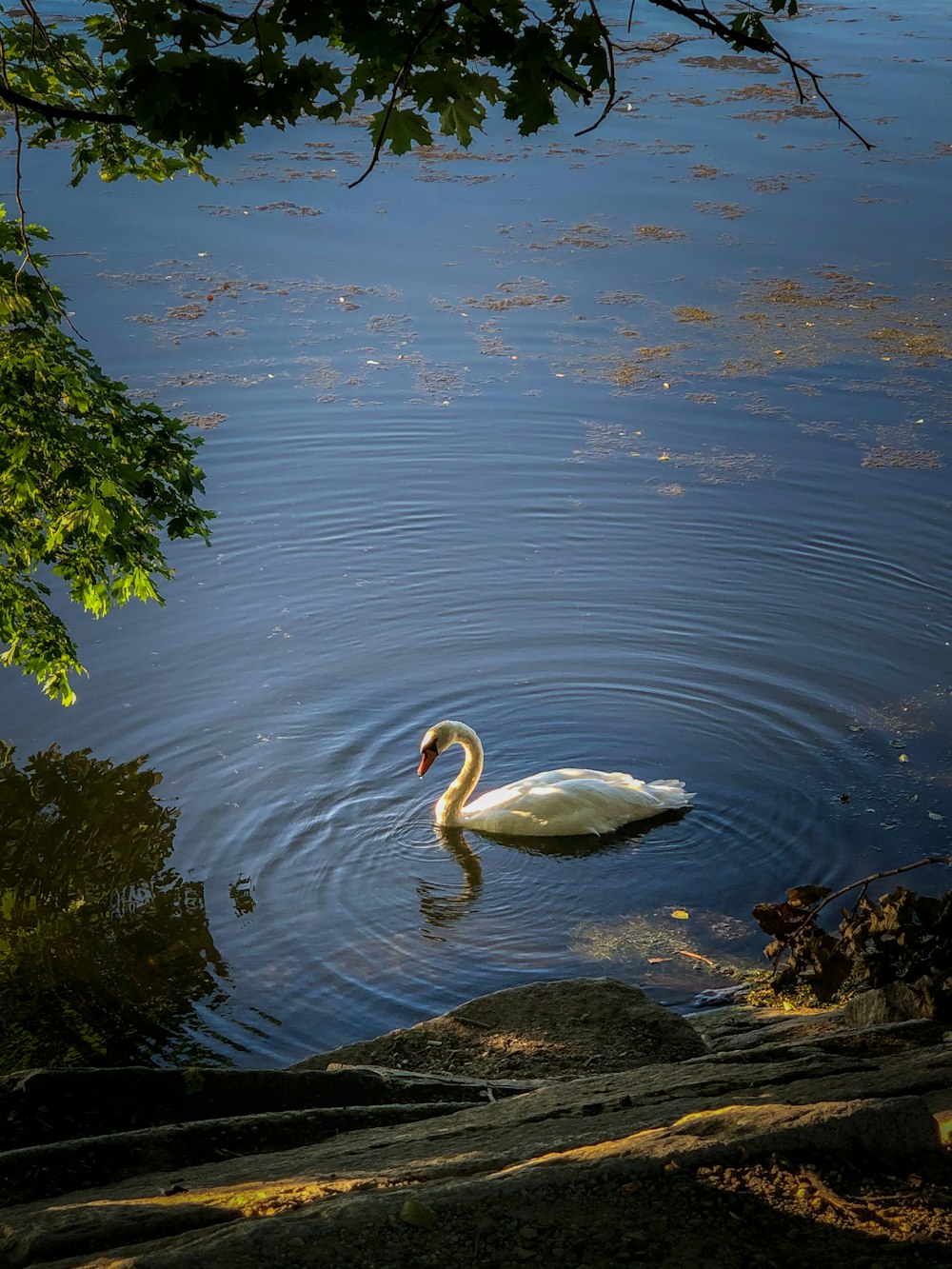 white swan on water during daytime