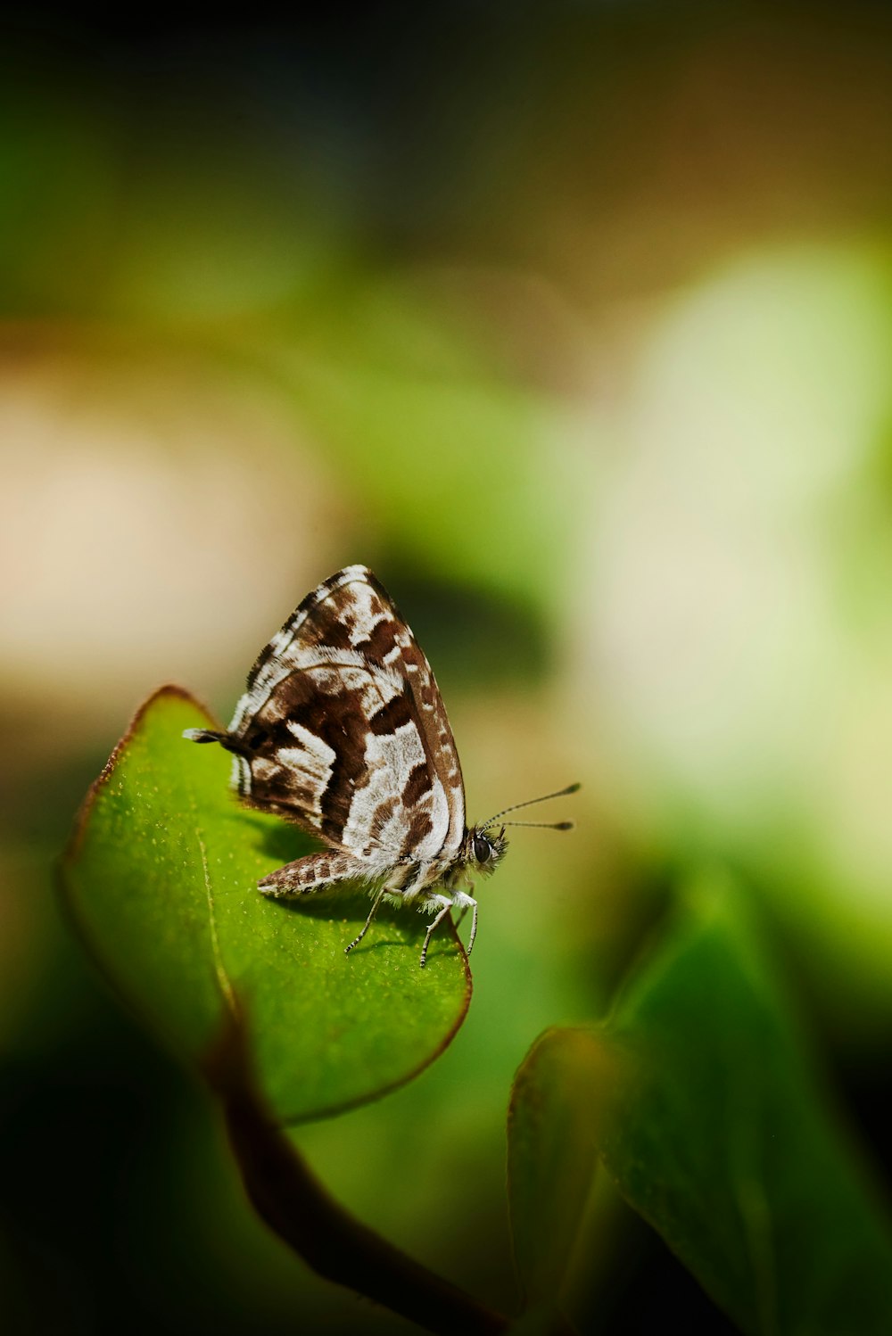 white and brown butterfly on green leaf