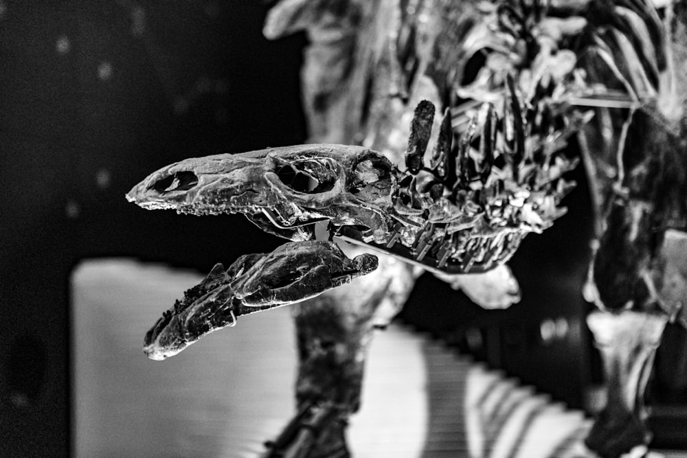 grayscale photo of crocodile skeleton