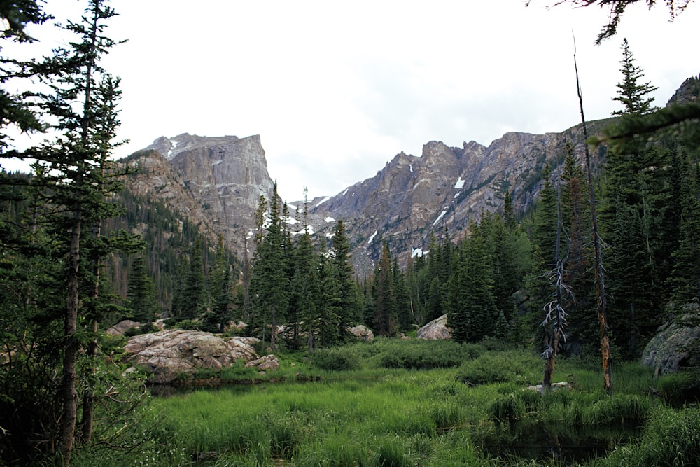 green pine trees near mountain during daytime