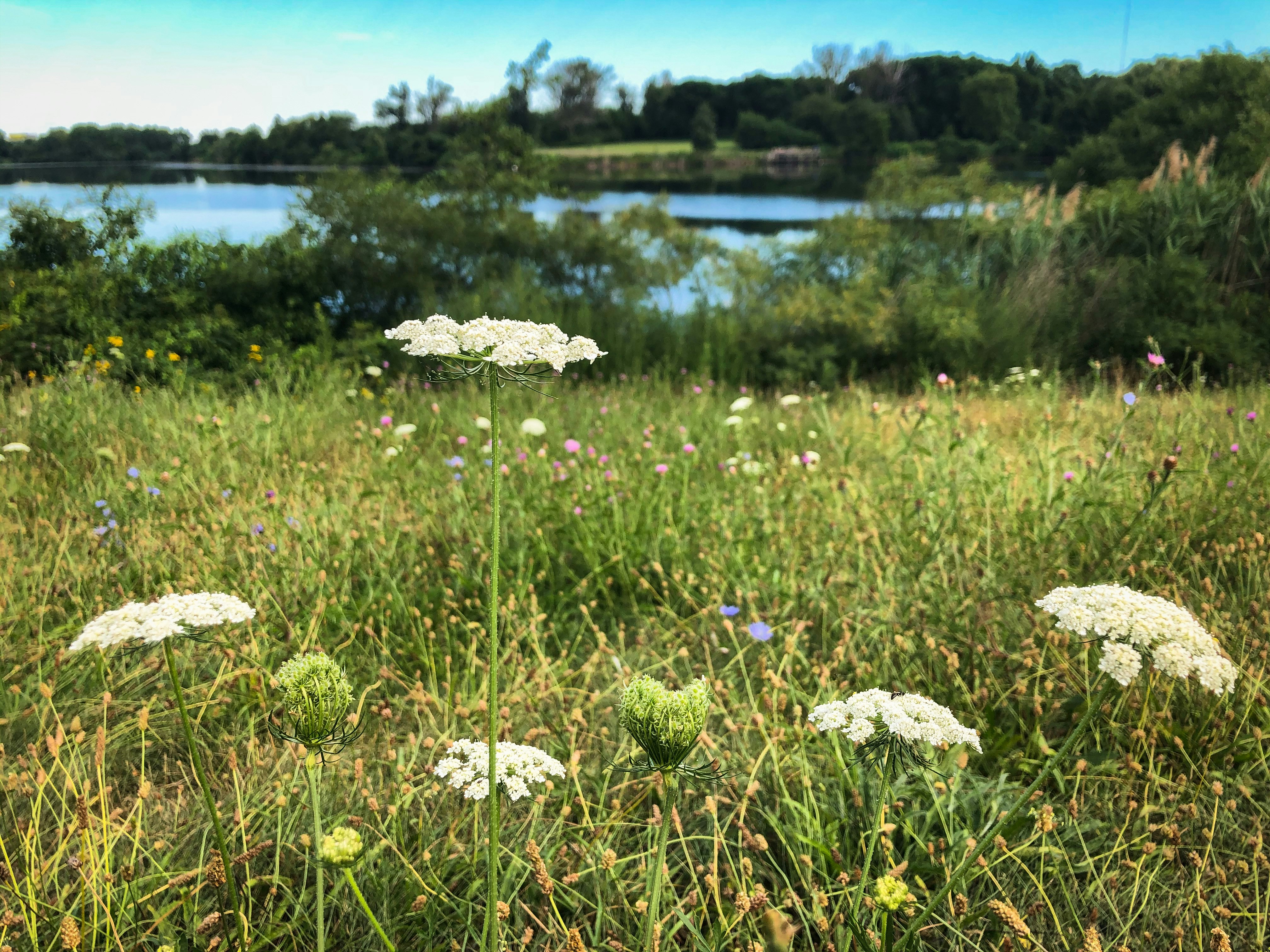 white flowers on green grass field near body of water during daytime