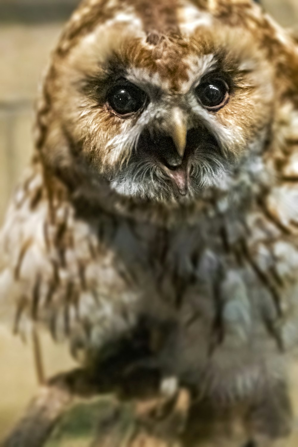 brown and white owl in close up photography