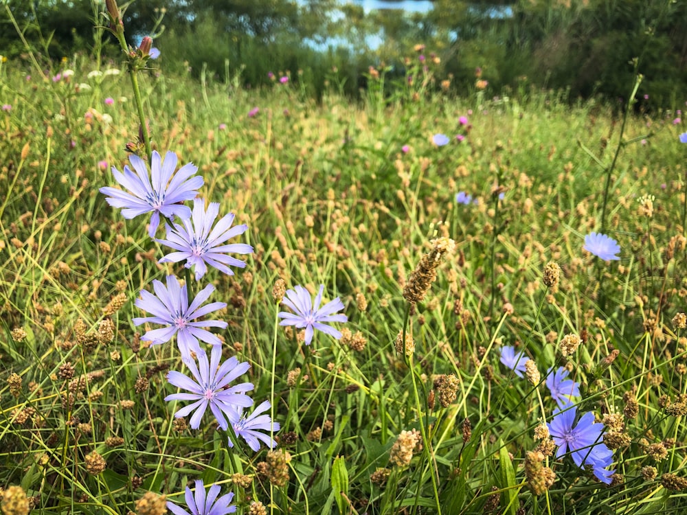 fleurs blanches et violettes sur le champ d’herbe verte pendant la journée