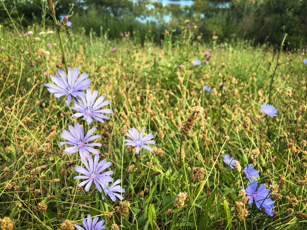 white and purple flowers on green grass field during daytime