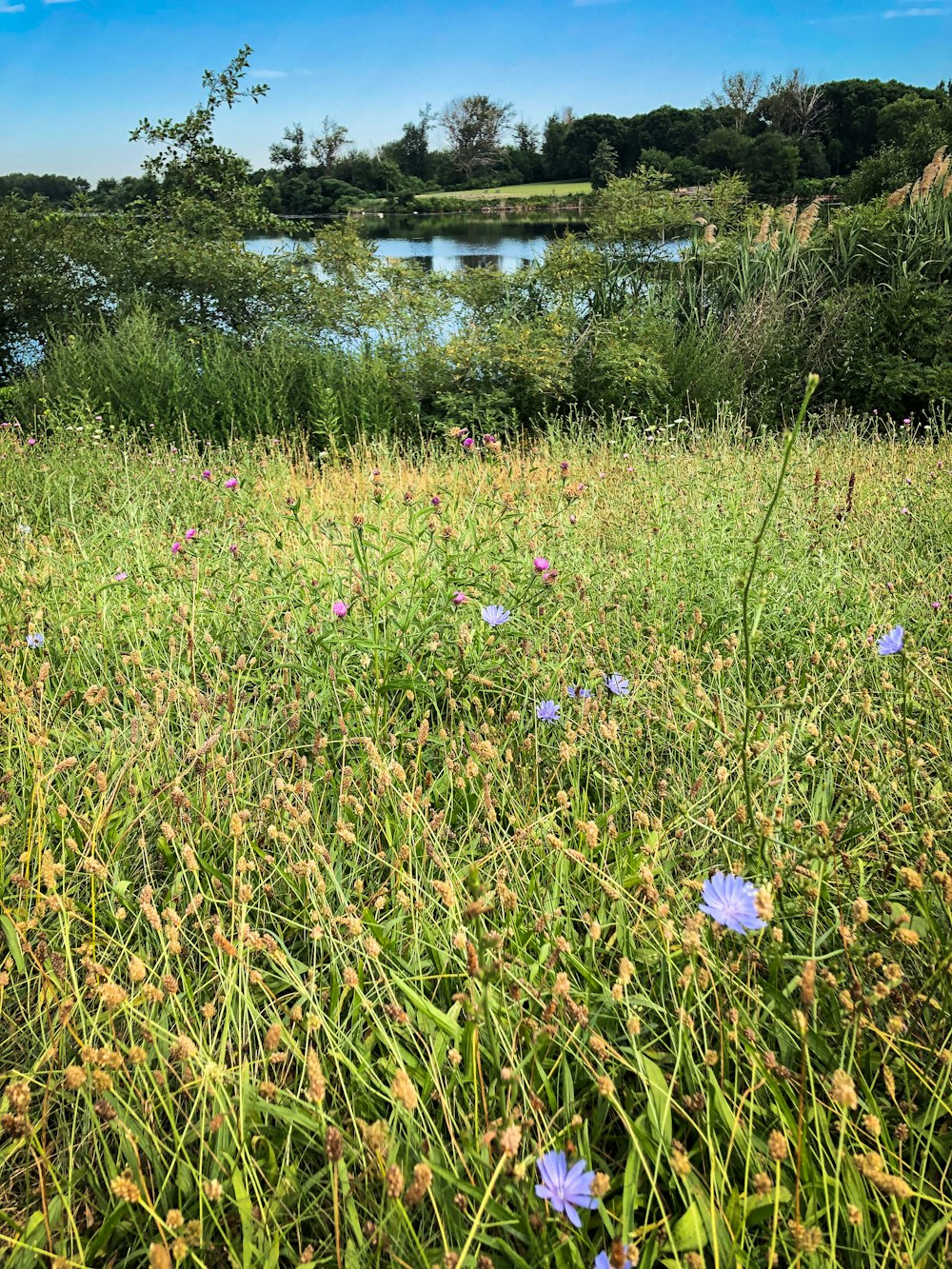 campo de flores blancas y moradas durante el día