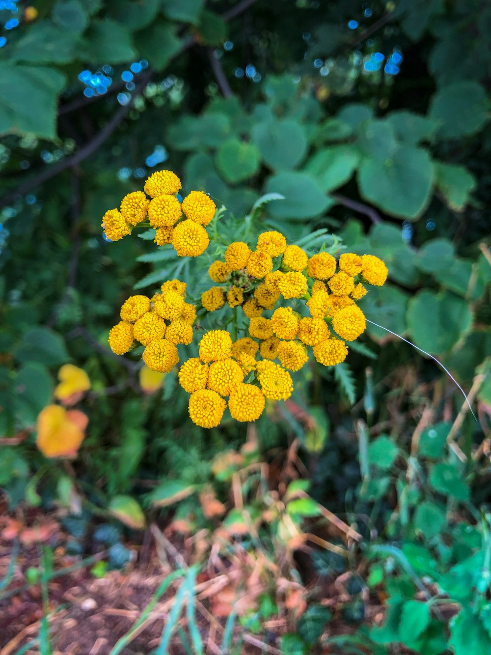 yellow flowers with green leaves