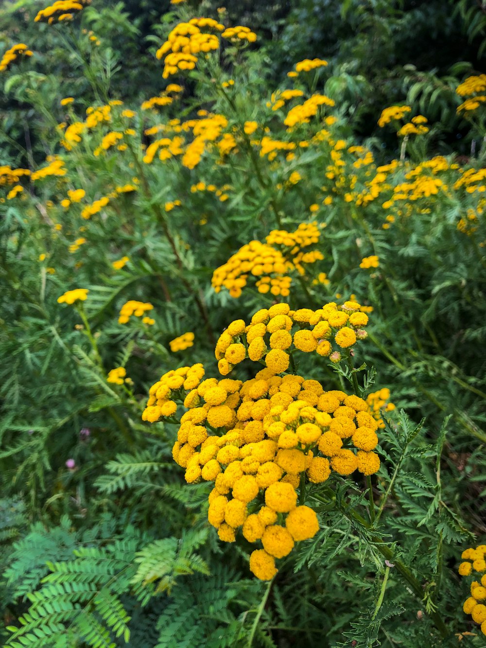 yellow flowers with green leaves