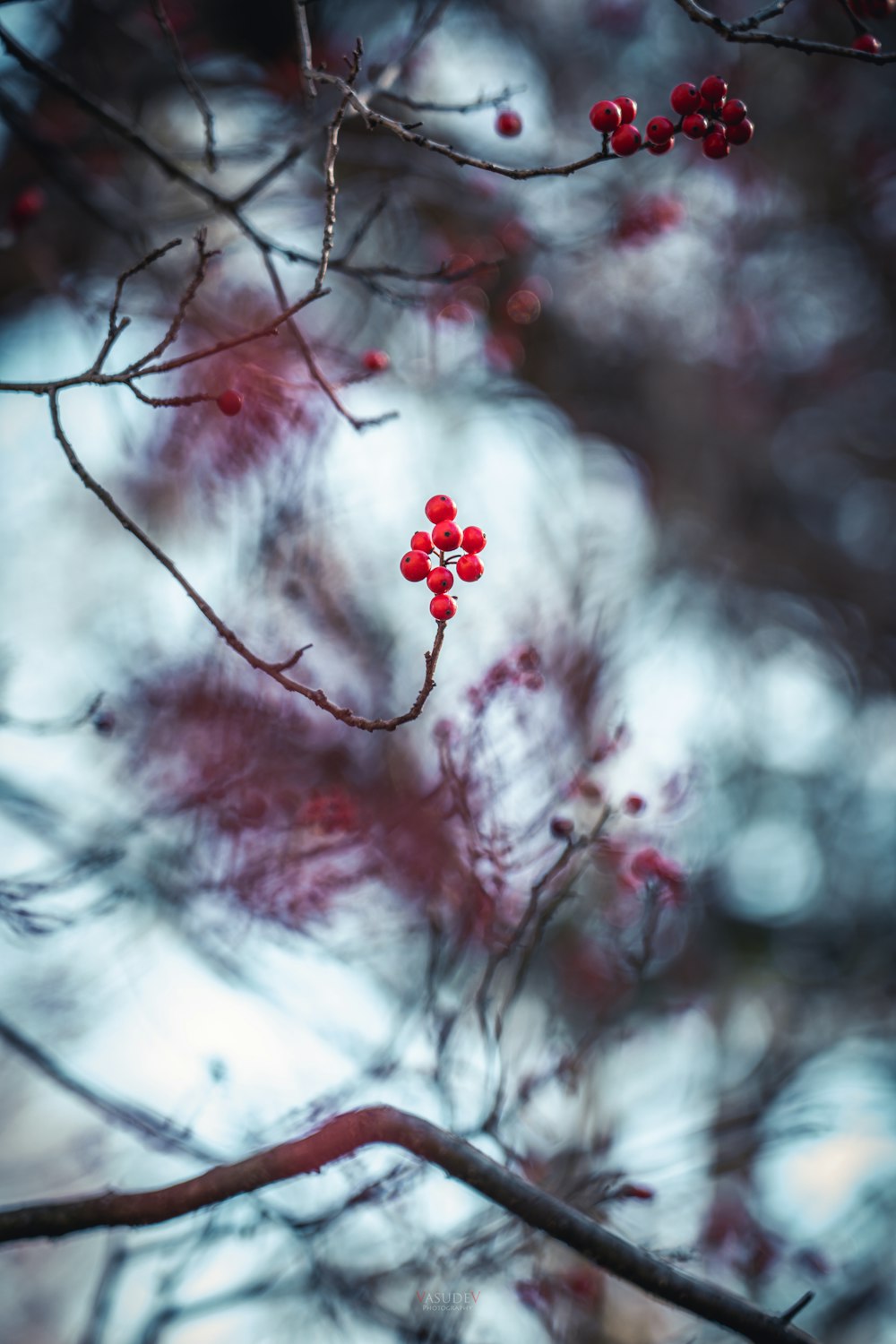 frutos rojos redondos en la rama del árbol