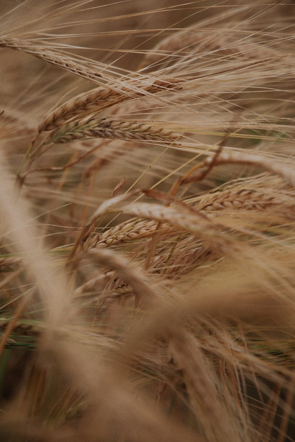 brown wheat in close up photography