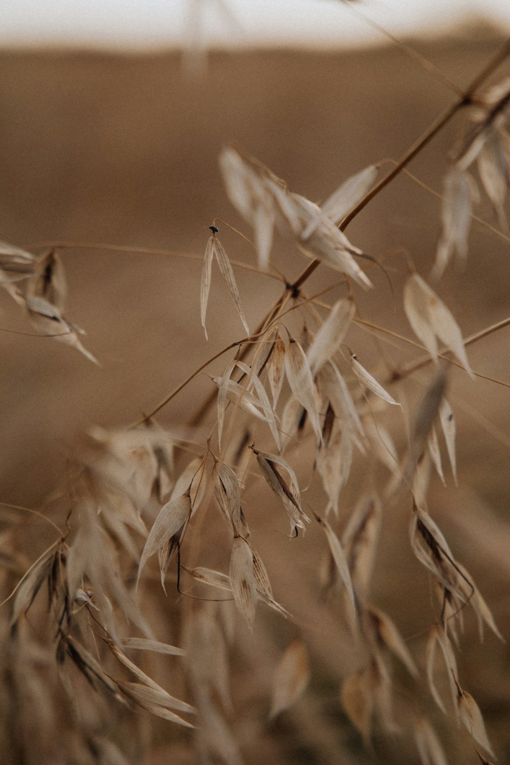 brown wheat in close up photography