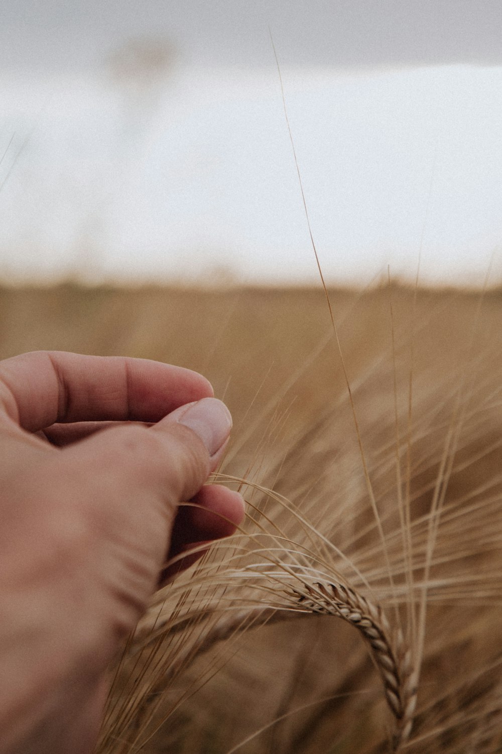a hand holding a stalk of wheat in a field
