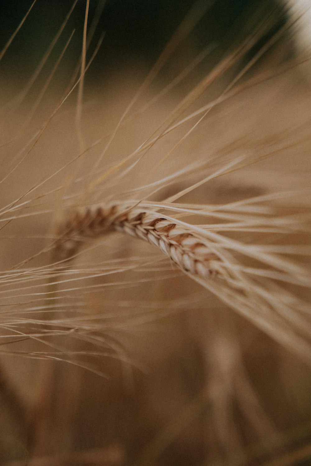 brown wheat in close up photography