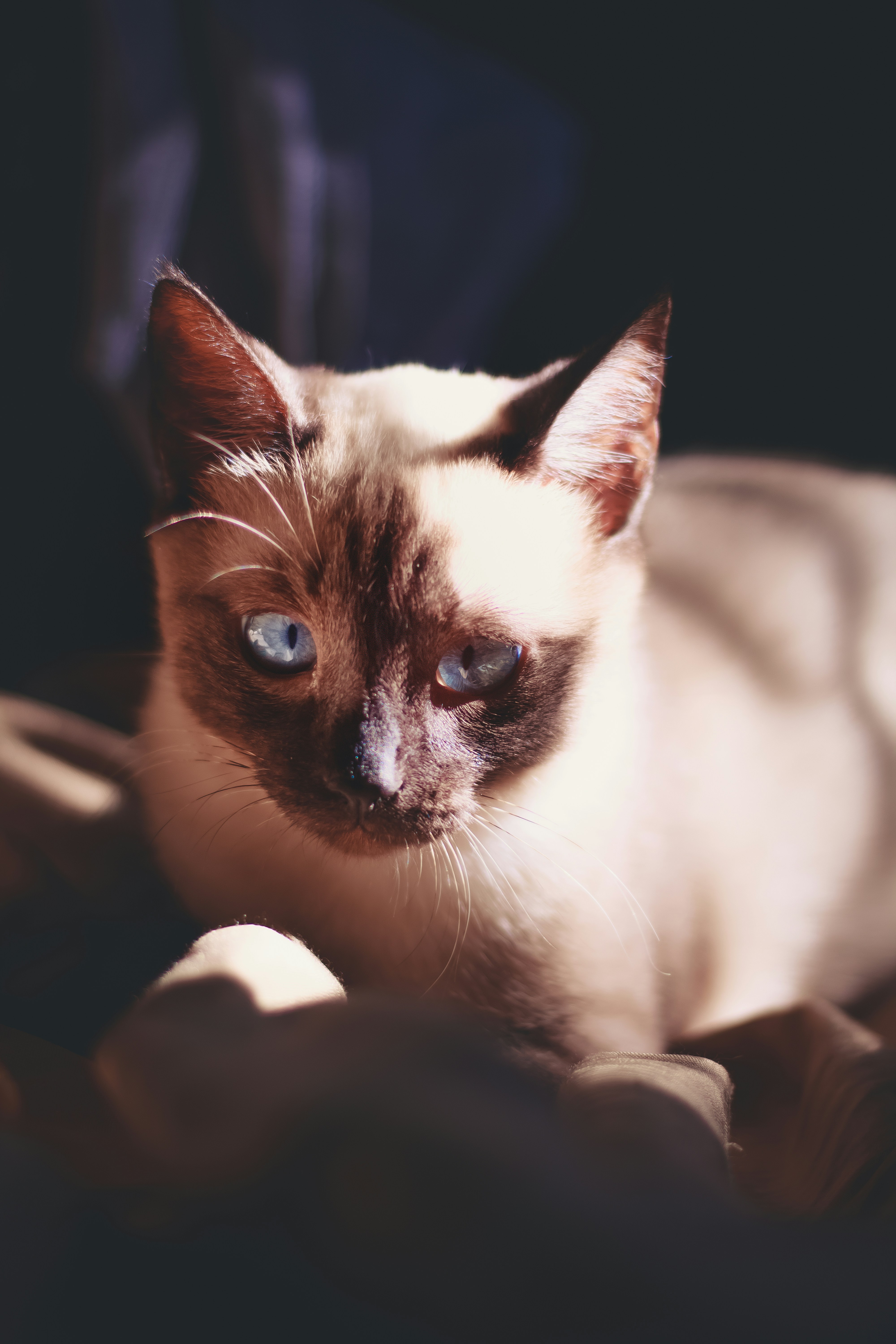 The Immune System Boost (image credits: unsplash)