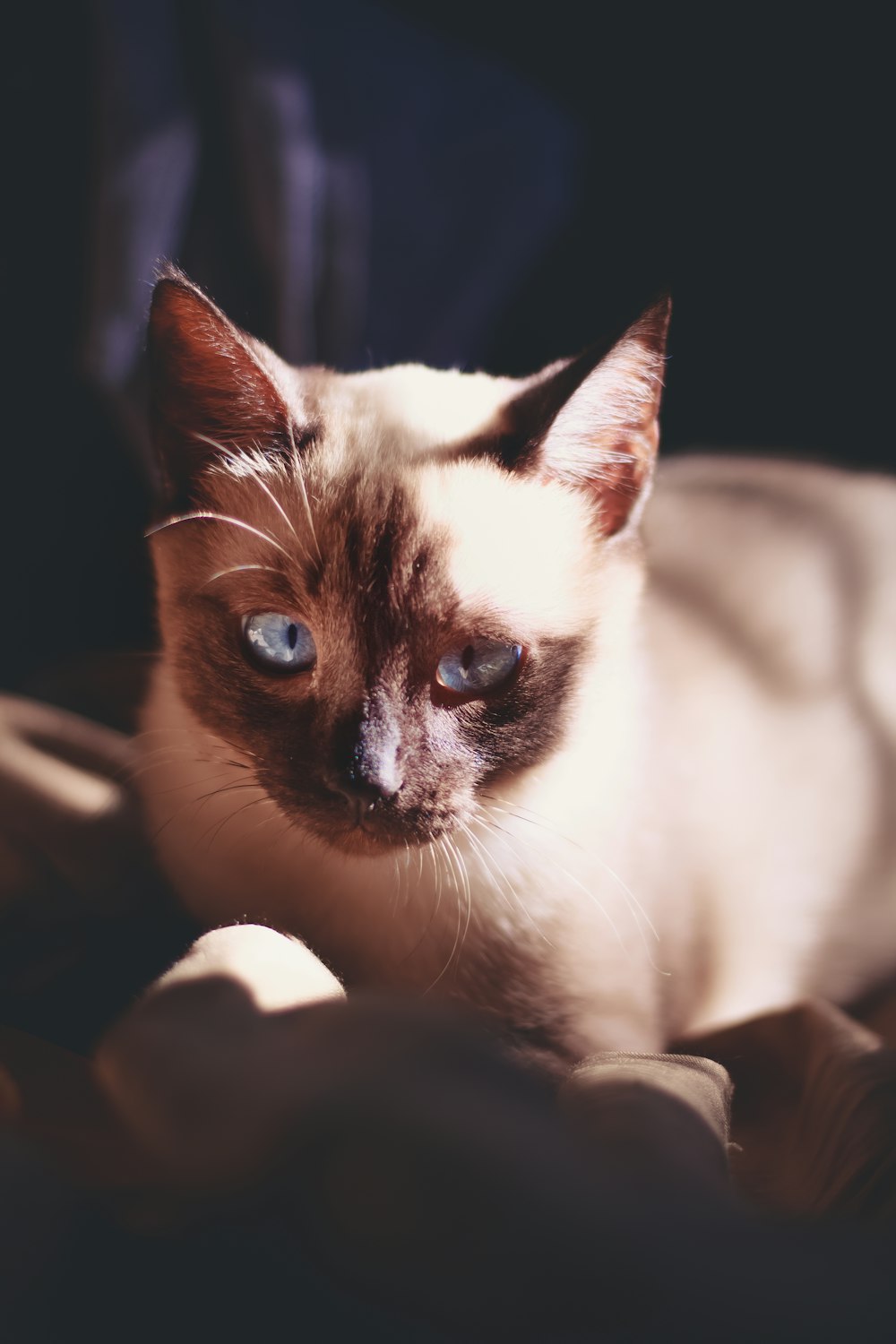 white and brown cat on persons hand