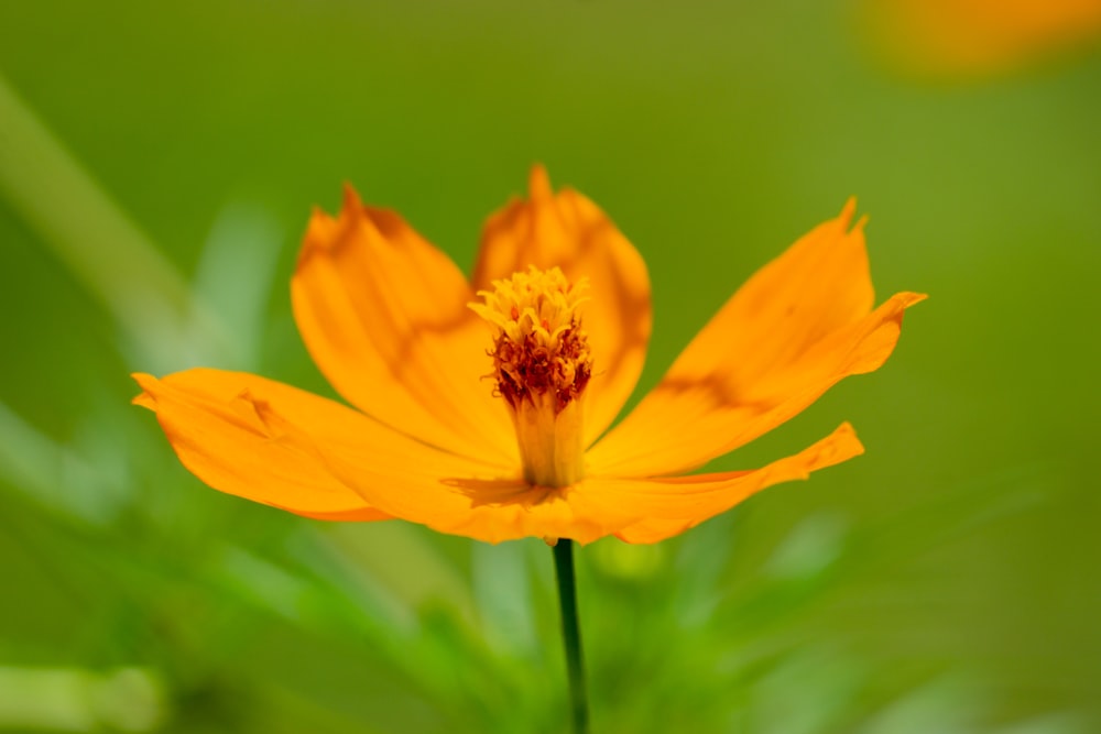 yellow flower in tilt shift lens