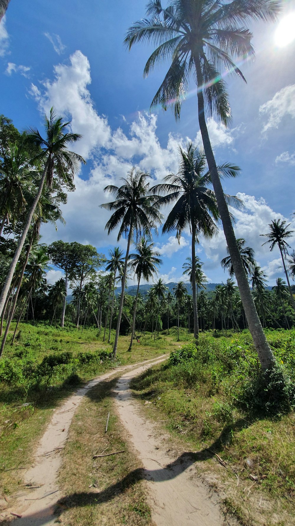 green palm trees under blue sky during daytime