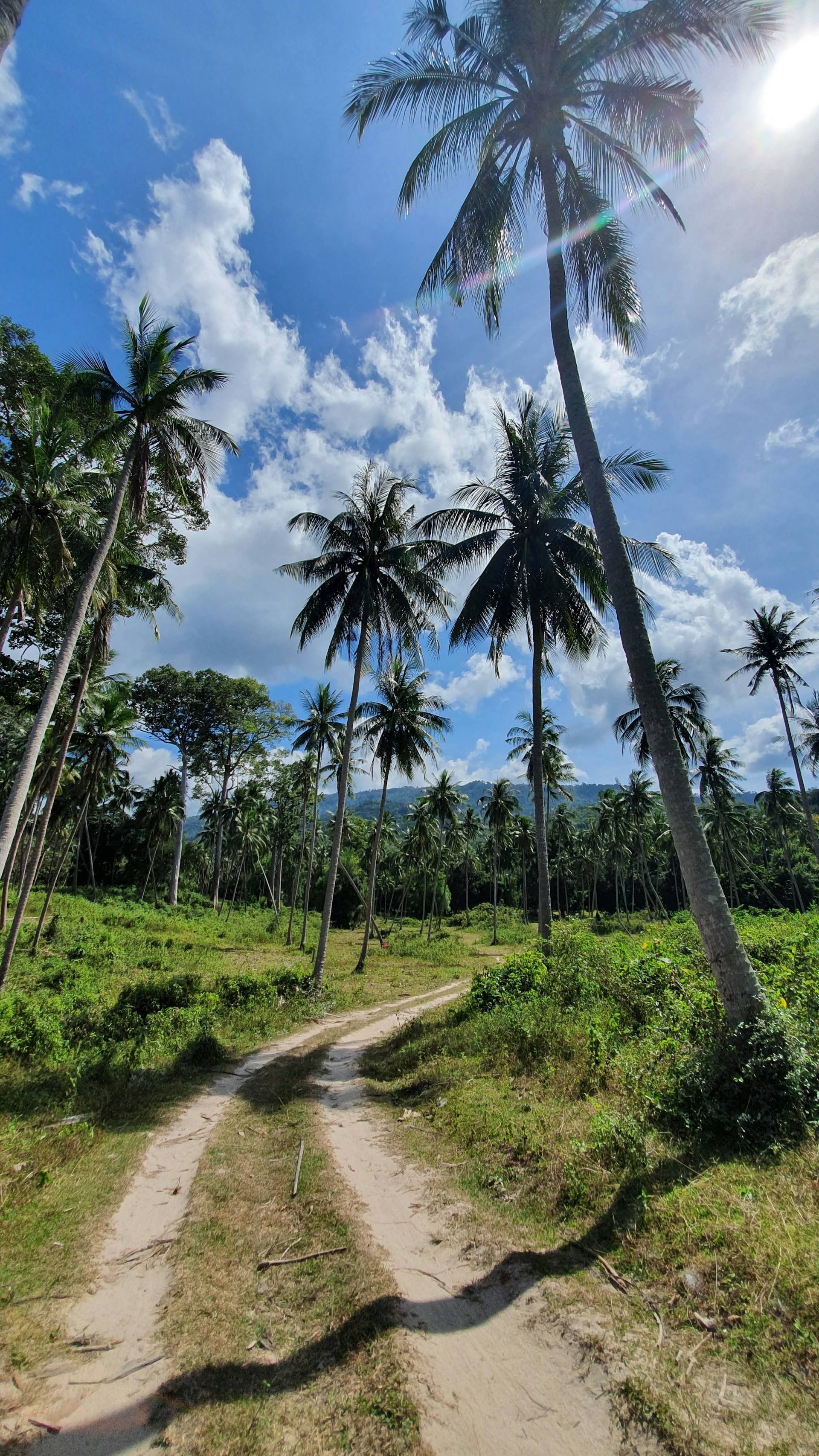 green palm trees under blue sky during daytime