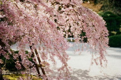 white cherry blossom tree near body of water during daytime zen garden zoom background