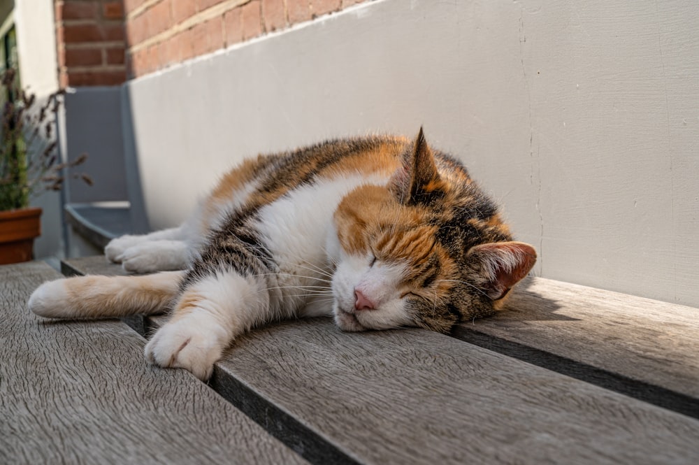 brown and white cat lying on gray concrete floor