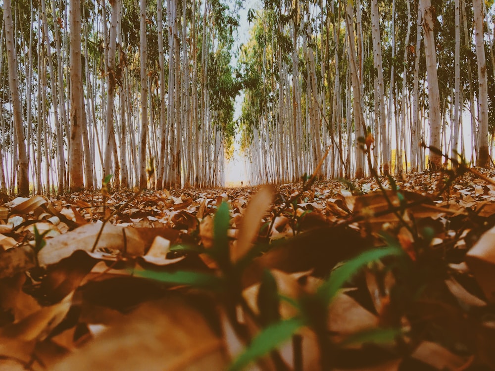 brown dried leaves on ground near green trees during daytime