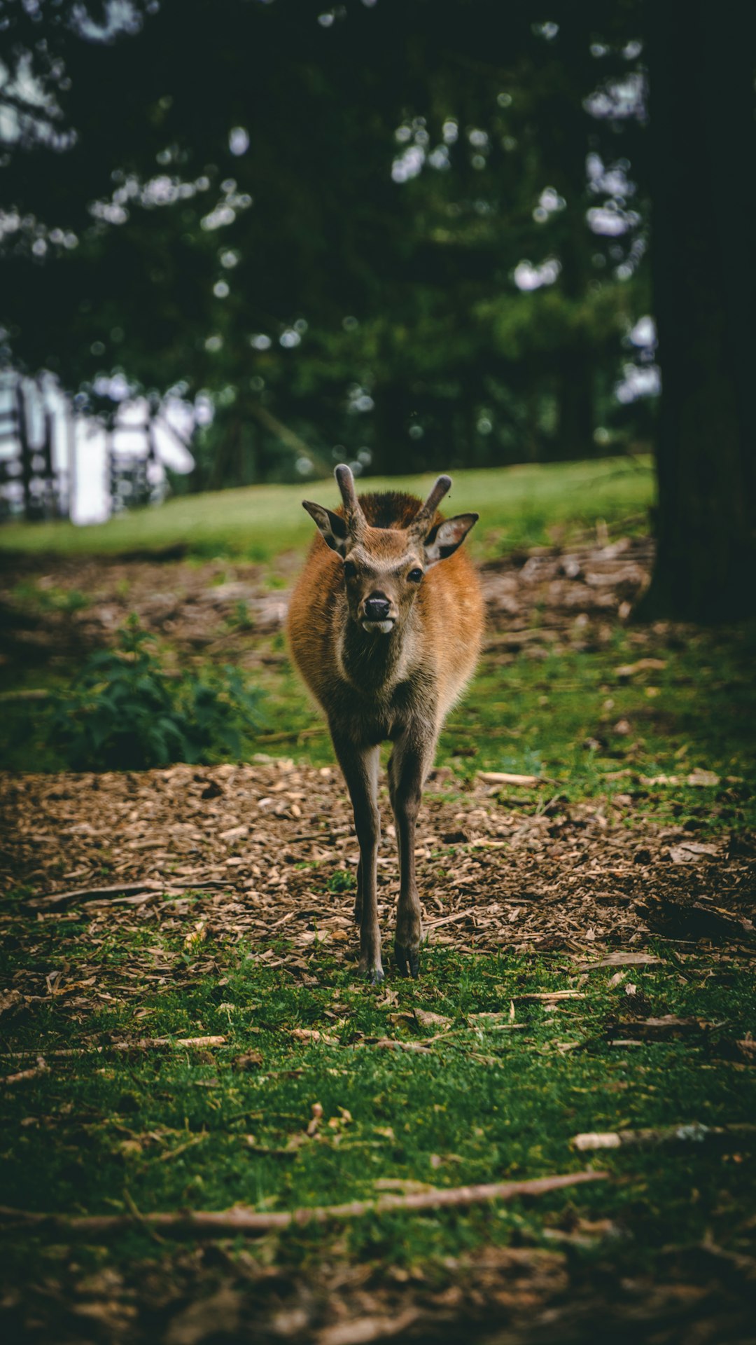 brown deer on brown soil during daytime