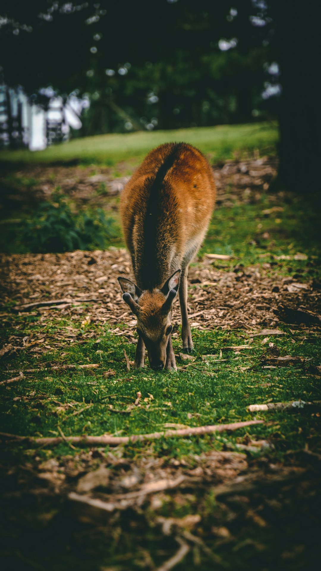 brown and white fox on green grass field during daytime