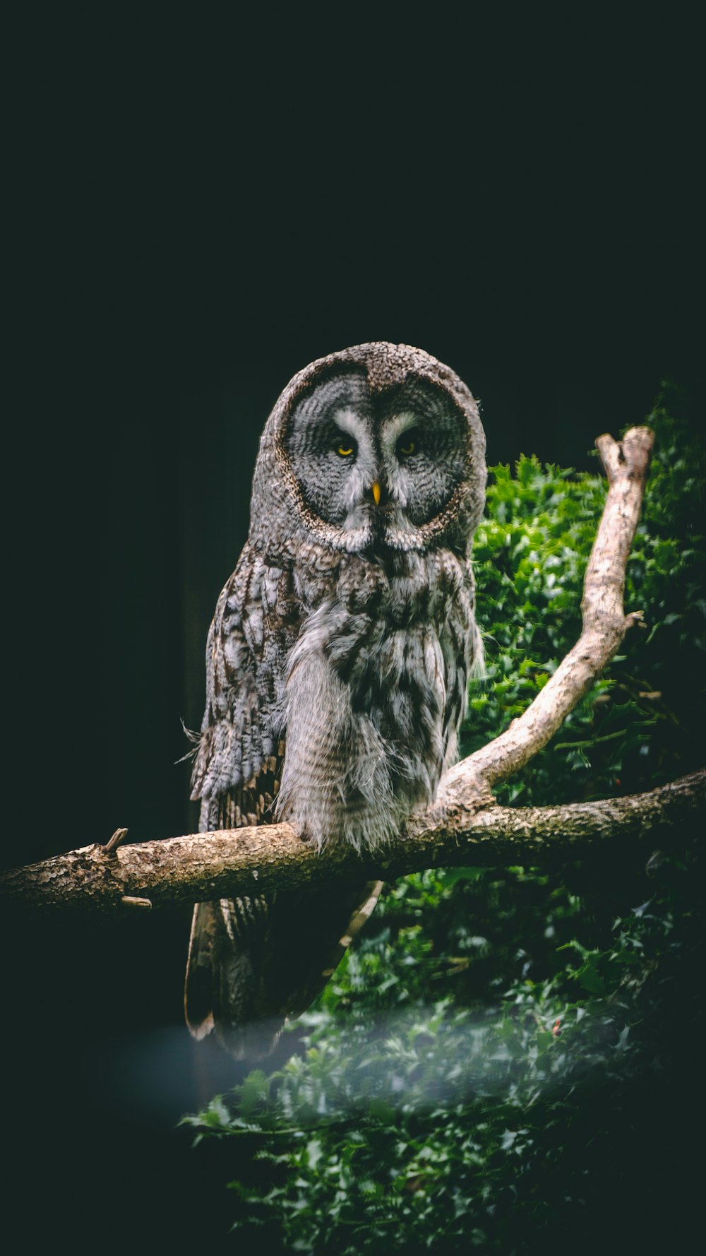 black and white owl on brown tree branch